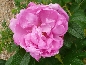 Rosa rugosa (Róża pomarszczona) 